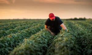Anche le aziende che producono fertilizzanti, pesticidi, semi e altri prodotti per l'agricoltura possono impiegare agronomi per lo sviluppo di prodotti