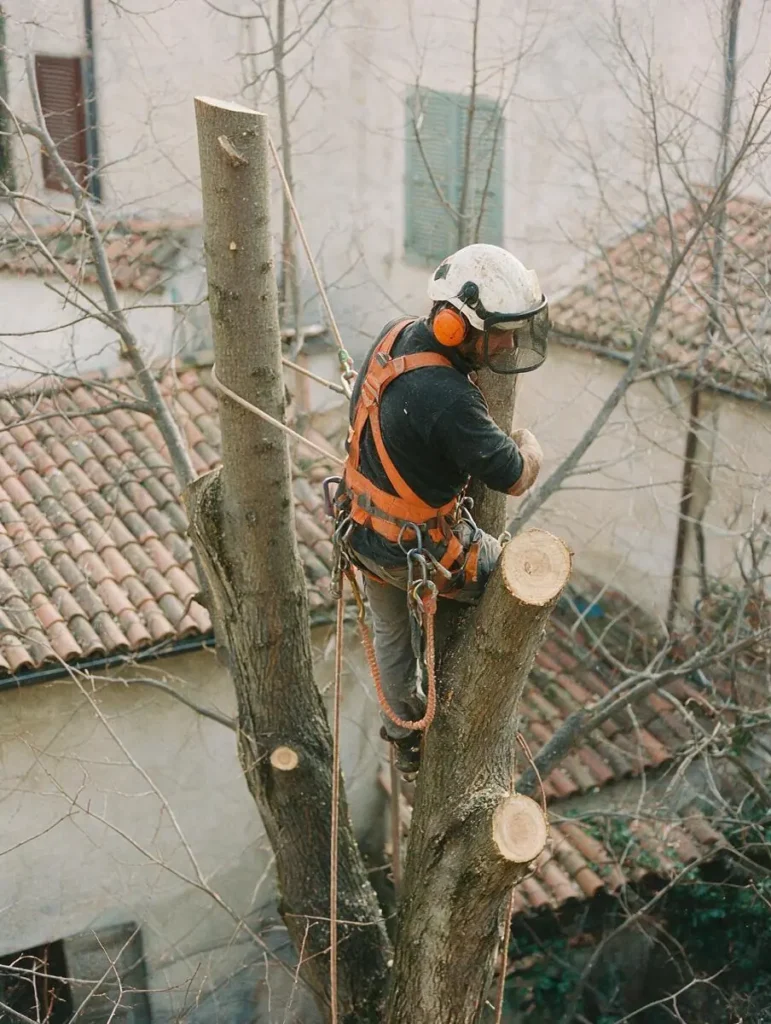 Un operatore imbracato smonta dall'alto un albero in un cortile stretto, con casco, cuffie e visiera; sul fusto si vedono i tagli freschi.