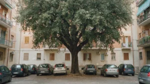 Un grande albero nel cortile di un condominio, con la chioma larga sopra le auto parcheggiate.