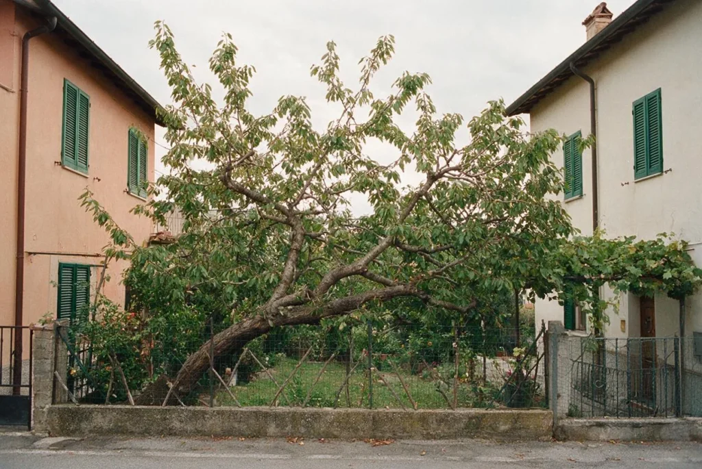 I rami di un albero sporgono oltre la recinzione di confine fra due case con le persiane verdi.