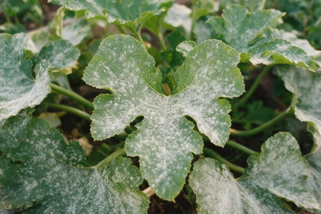 Foglie di zucchina coperte dalla polvere bianca dell'oidio.