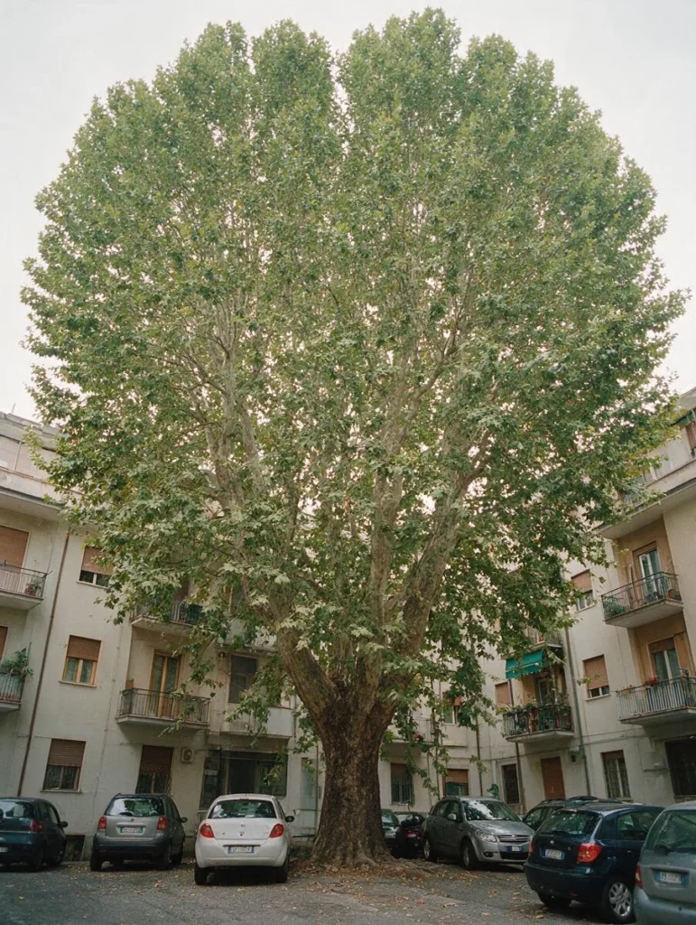 Un grande platano nel cortile di un condominio, visto dal basso, con le auto parcheggiate sotto la chioma.