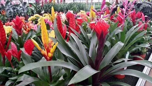 La scelta delle piante giuste è fondamentale per il successo della coltivazione di fiori e piante ornamentali