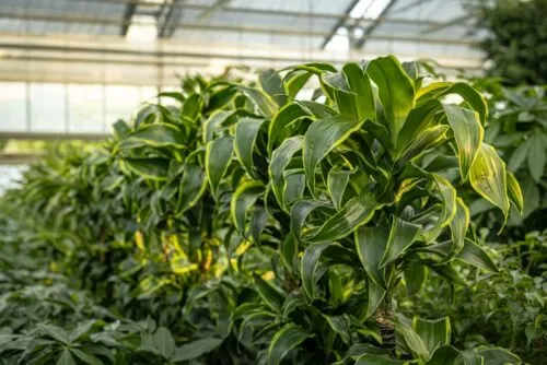 Conoscere i metodi di propagazione è essenziale per garantire la riproduzione e la crescita continua delle piante ornamentali